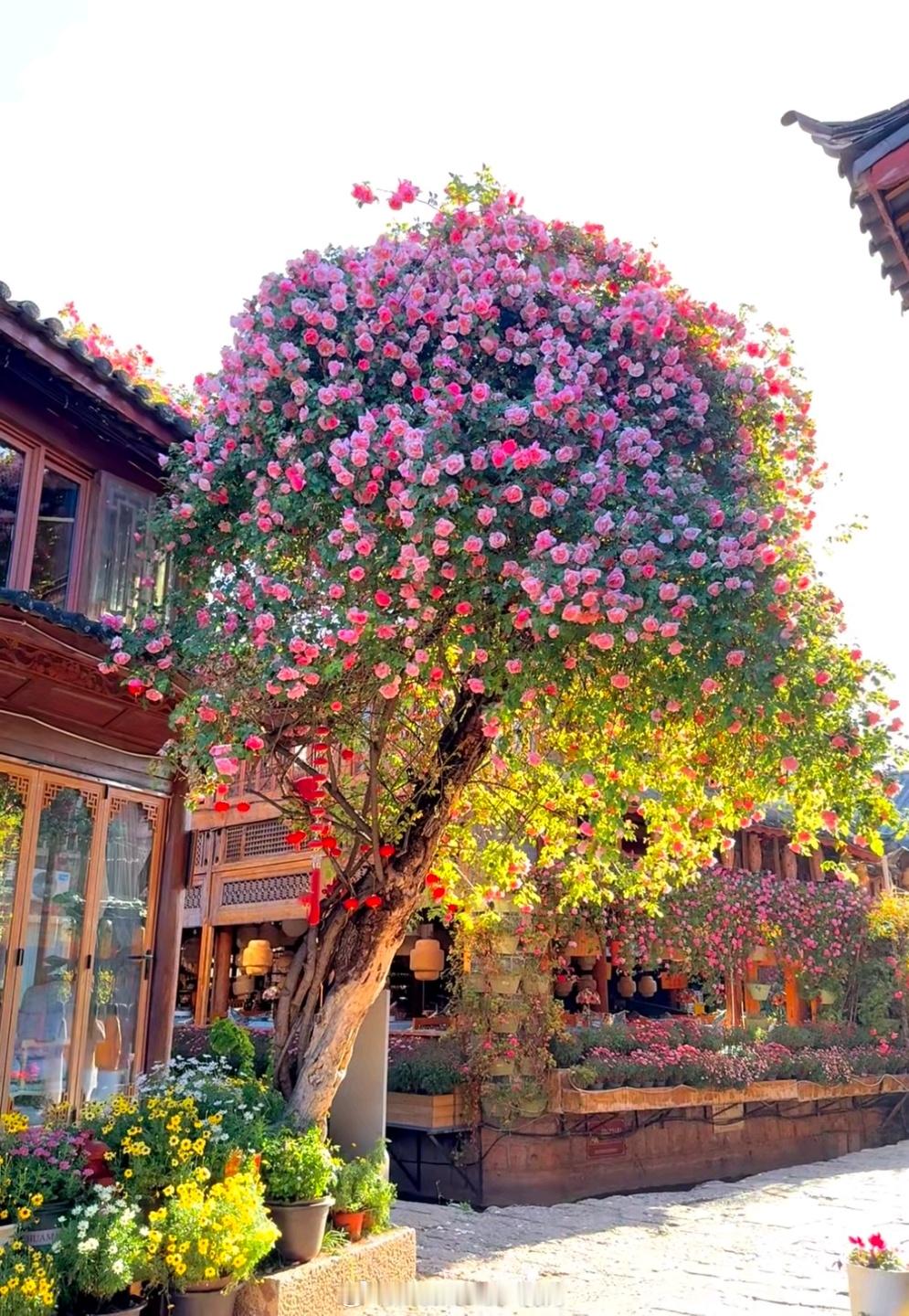 别听世俗的耳语，去看自己喜欢的风景 