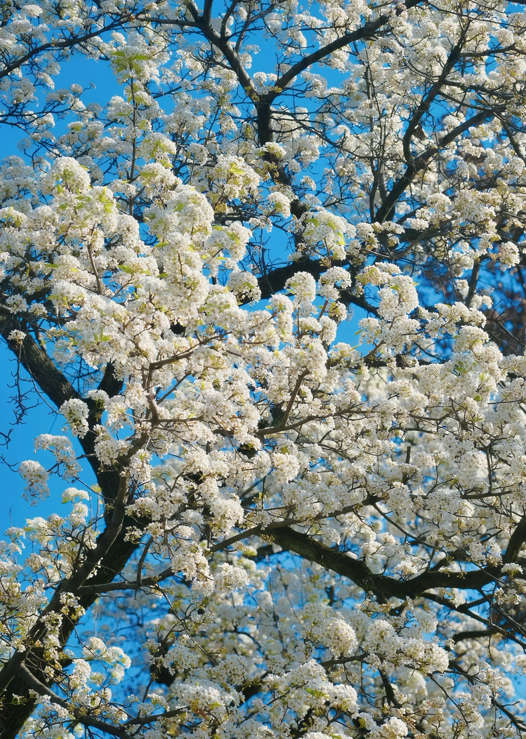 武汉青山公园实拍！梨花真的开爆啦！