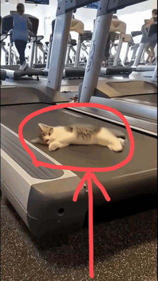 猫咪找到了
快乐的方式！