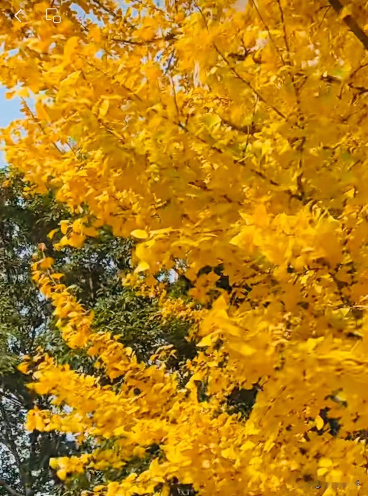 将抗性淀粉融入日常生活

抗性淀粉因其对肠道健康和血糖管理的益处而受到广泛关注。