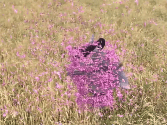 之前有抗日神剧，这次来了古偶神剧…一个在地上莫名其妙的转圈，一个莫名其妙的在天上