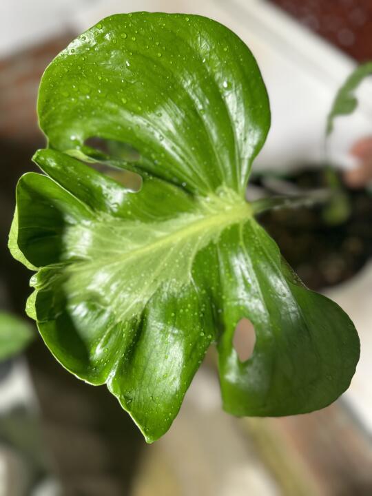sliver lava是好看又蓝。