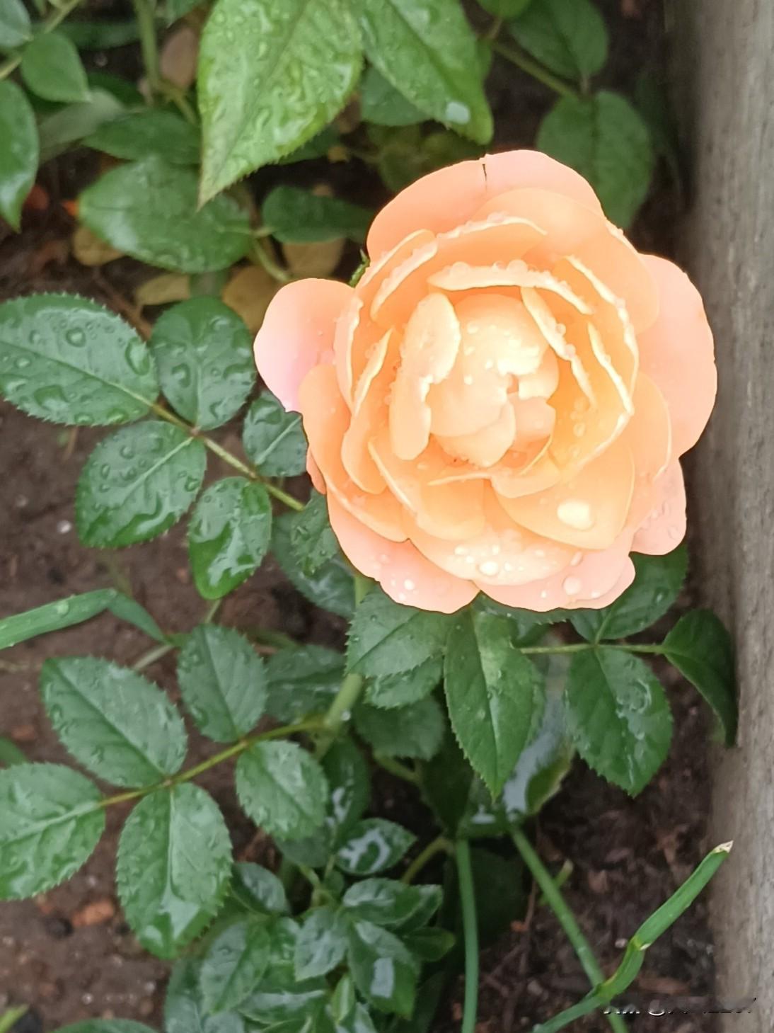 花花菜菜，生机盎然！