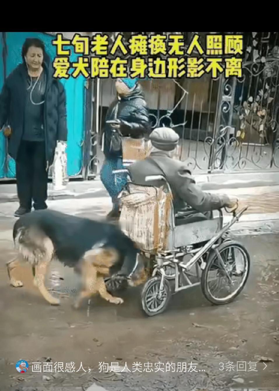 一位七旬老人不幸瘫痪无人照顾，老人无儿无女，唯独老人之前收养的狗，一直对他不离不