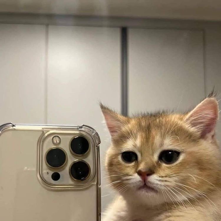 🐱🤳 