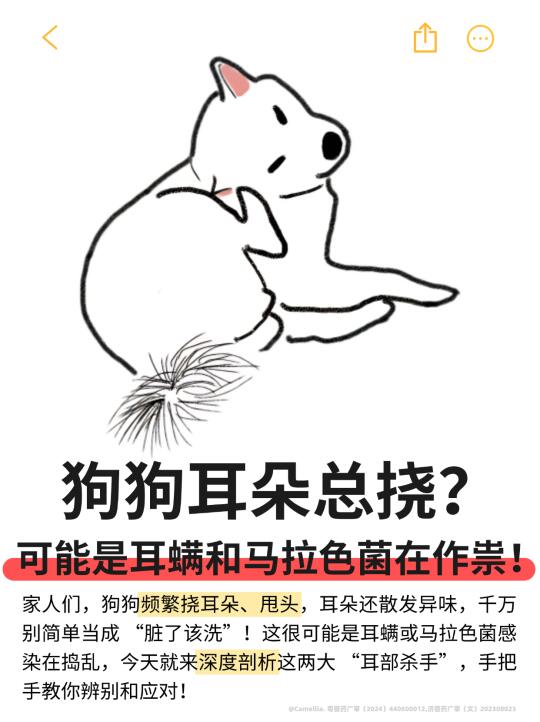 狗狗耳朵总挠？可能是耳螨和马拉色菌在作祟！