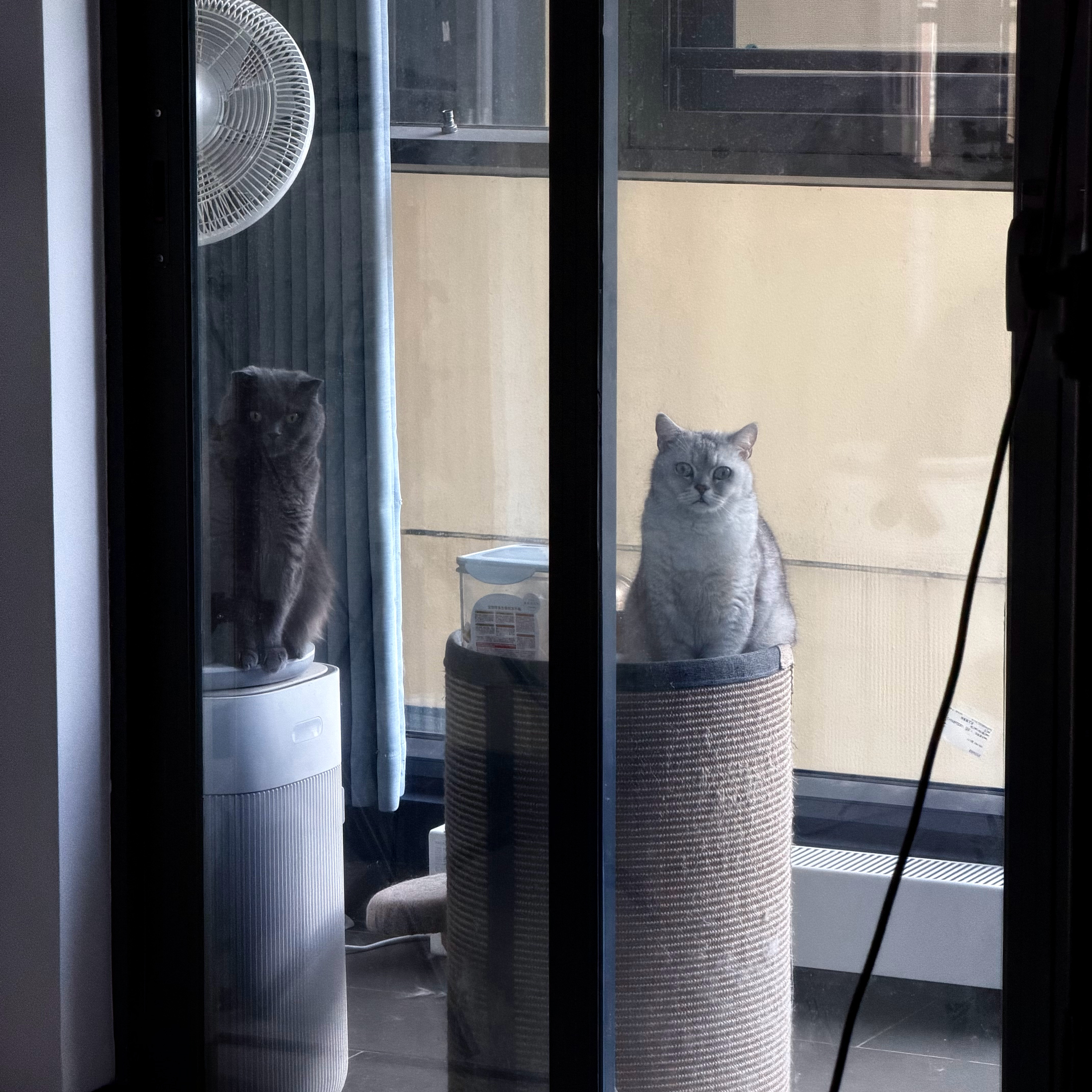 一门双至尊一大早这两“肥猪”就蹲着看我