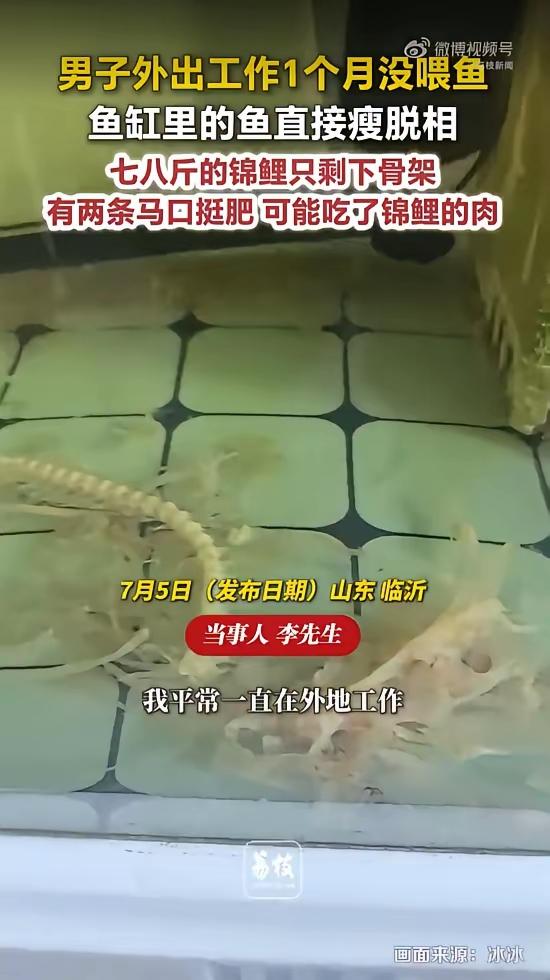 如果 是真的
就是 鱼类现实版“饥饿游戏”[泪奔]