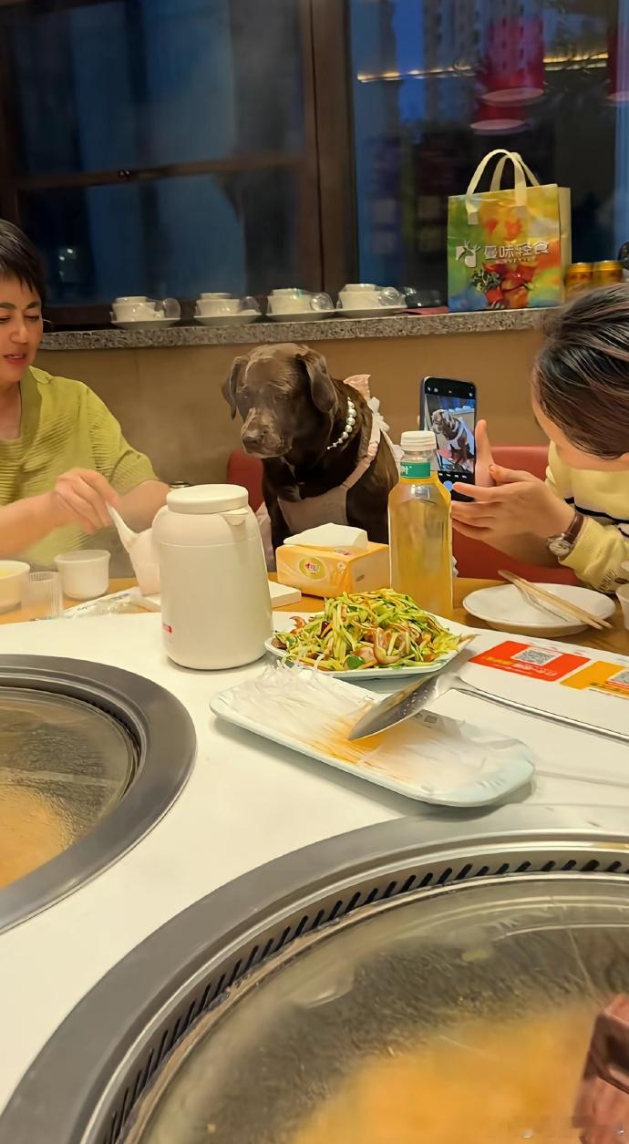 凡是搞宠物友好的地方，人基本上已经麻木到和畜生一样，把这种精神状态美化成文明先进