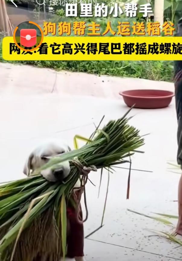 没有一口饭是白吃的。四川是不是人杰地灵？近日四川的一只小狗被人们津津乐道。田地里