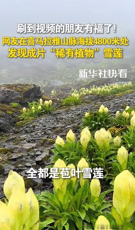 西藏，一男子独自爬喜马拉雅山，爬到海拔大约4800米时竟不想下山了，不是因为发现