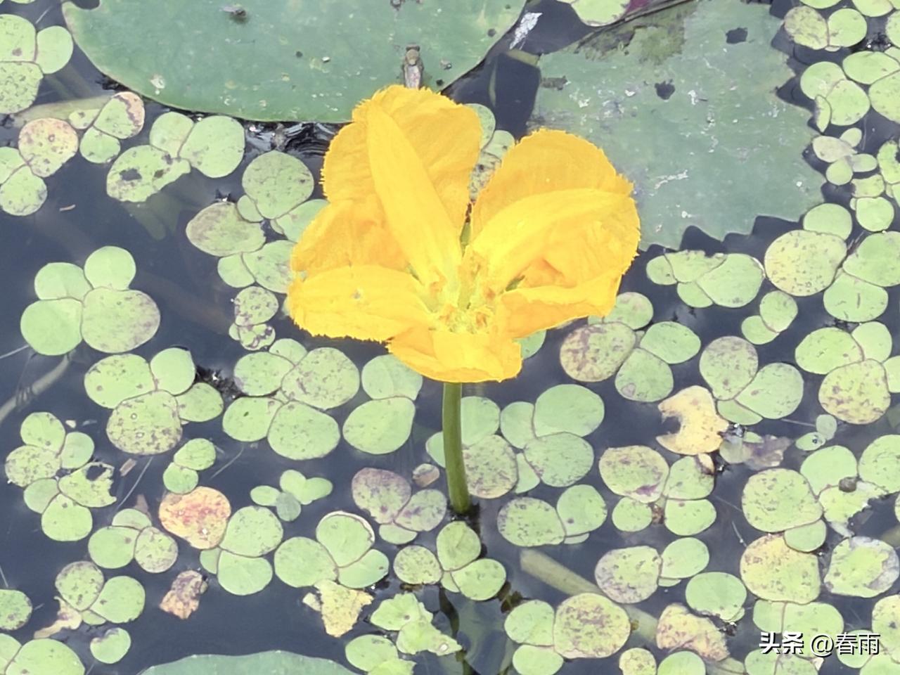 《诗经》中参差摇曳的荇菜，不只是文人笔下的风景，还是一味天然养生食材。

夏日里