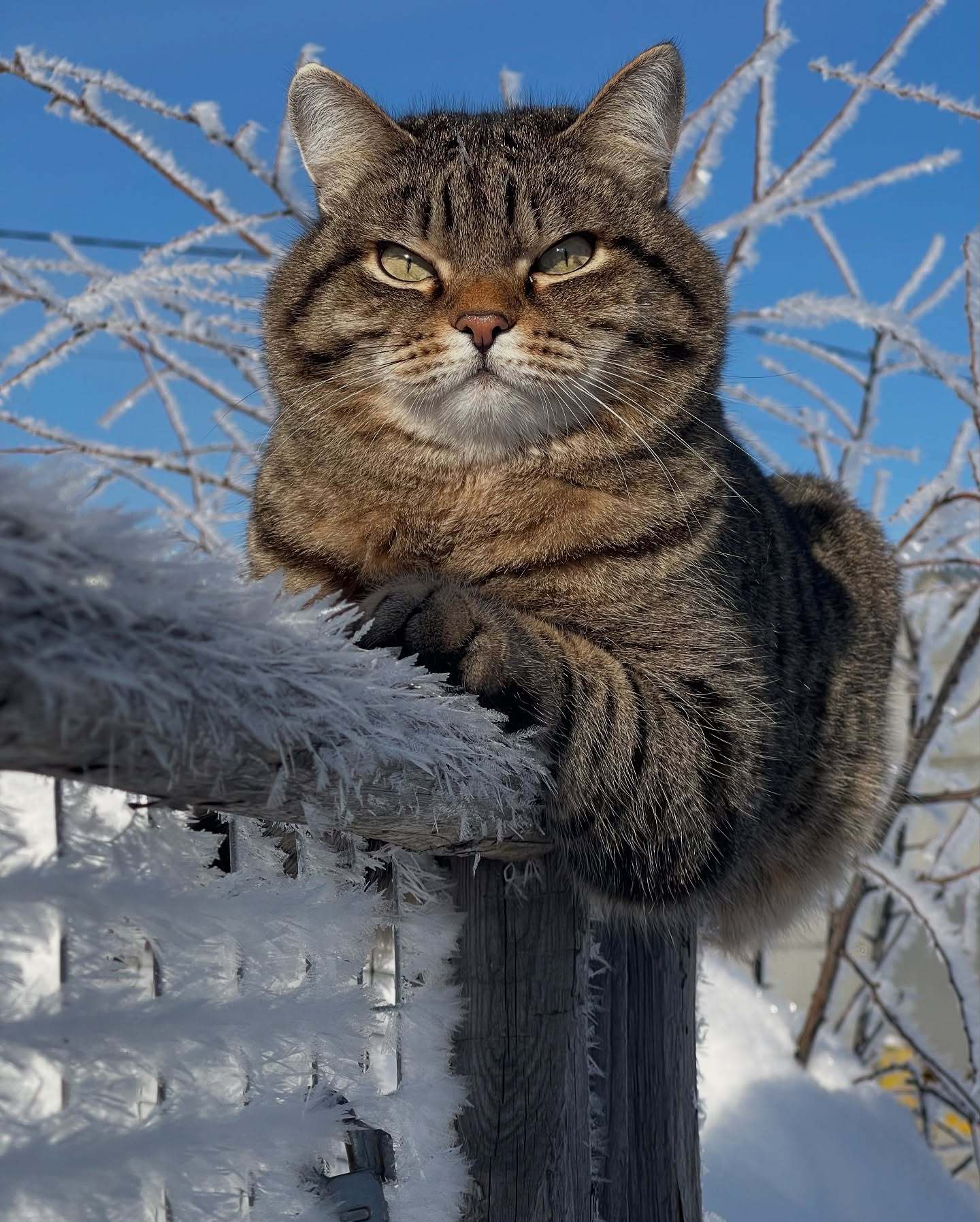 天呐~我好喜欢这位俄罗斯阿姨家养的这只看起来凶凶的肥狸花！(=ↀωↀ=)肥狸花和