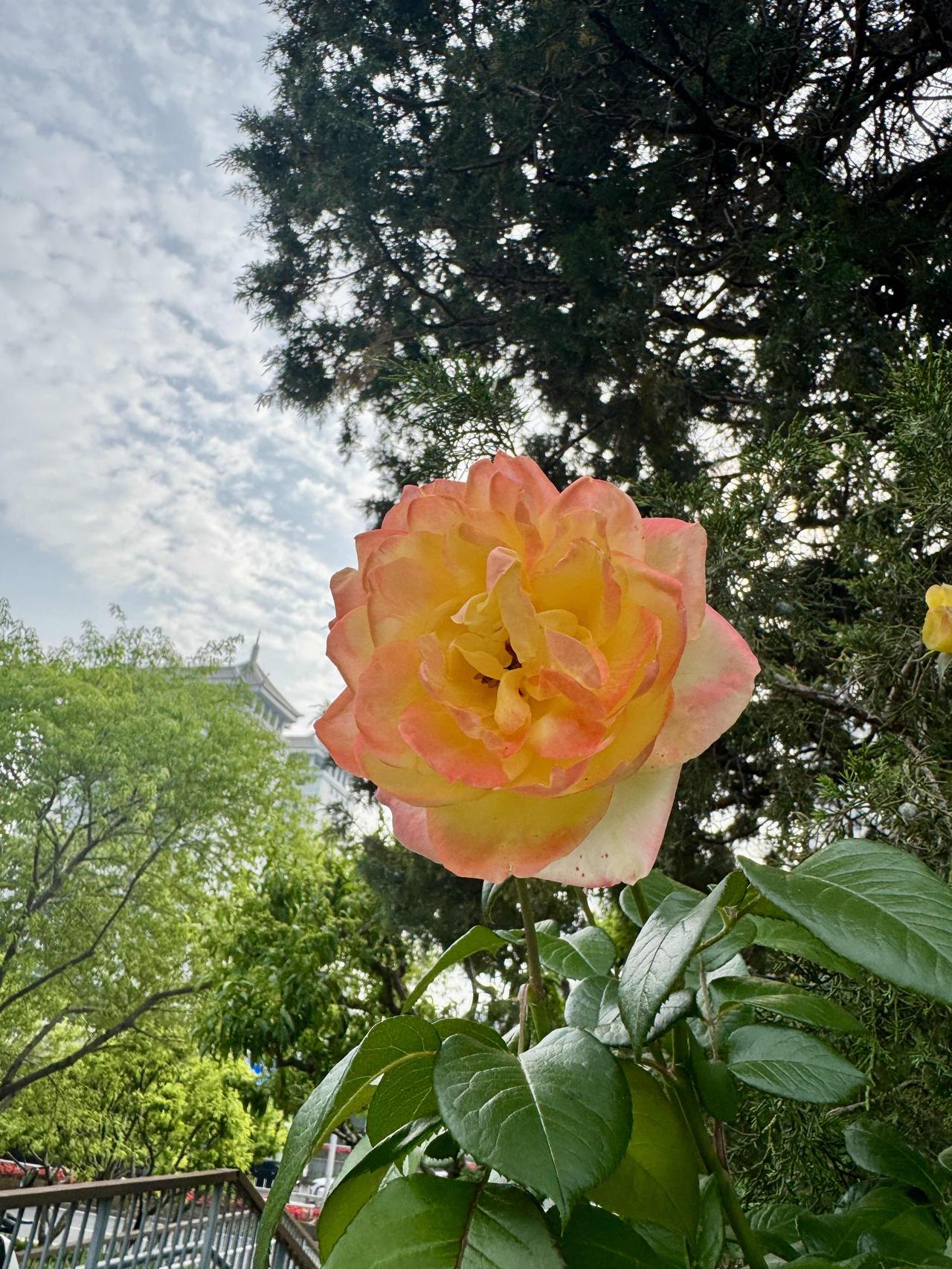 夏日生活打卡季北京街头的一朵花，有谁知道她在哪里吗？