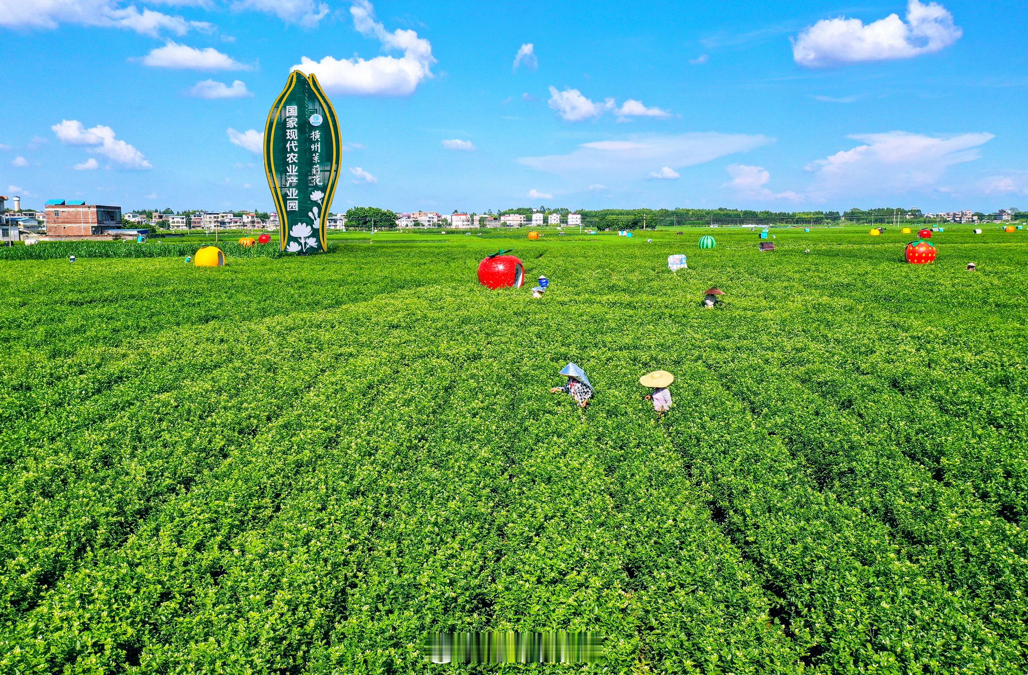 ai上广西很容易广西三月三大家一起嗨 横州市以茉莉花为媒，巧妙地将体育与文旅结合