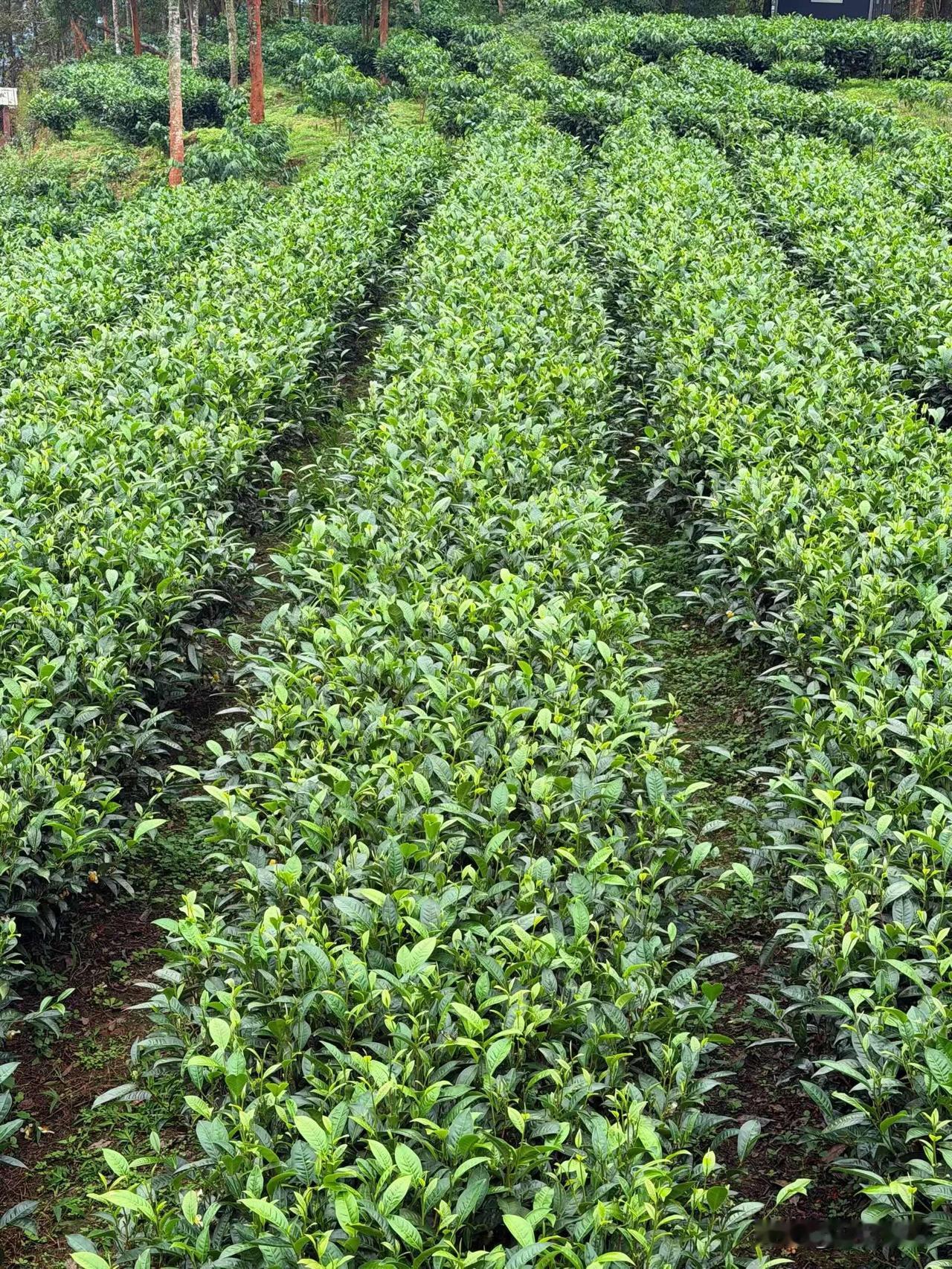 每当我打开今日头条的创作后台，总能看见那条断断续续的更新轨迹：密集更新一周，然后