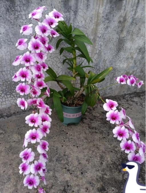 谁懂啊！今天去亲戚家串门，直接被这盆花勾住了脚！垂下来的粉紫花串像瀑布一样，白里