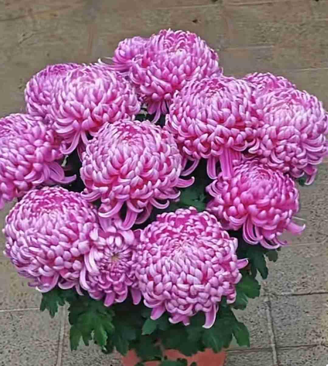 我的今日状态：😁轻松愉快
我这里的天气：☀️晴天，气温零下3℃至零下1℃，稍有