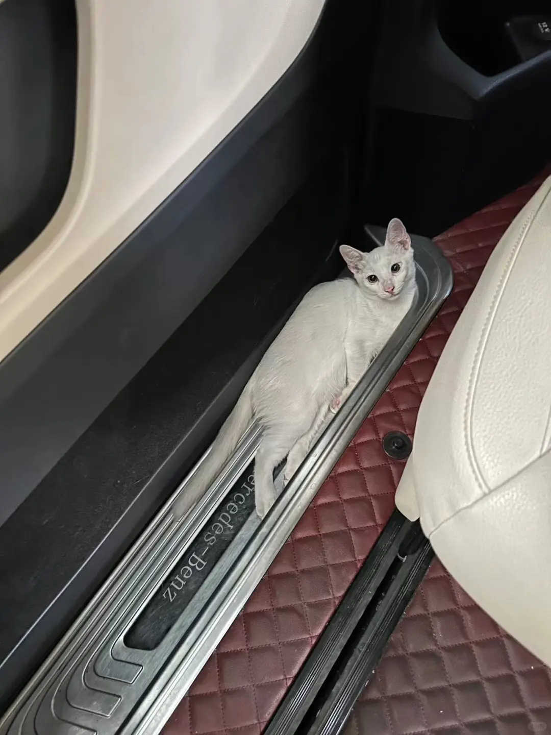 🔔！ 流浪猫领养贴｜会自己上车🚗的小白