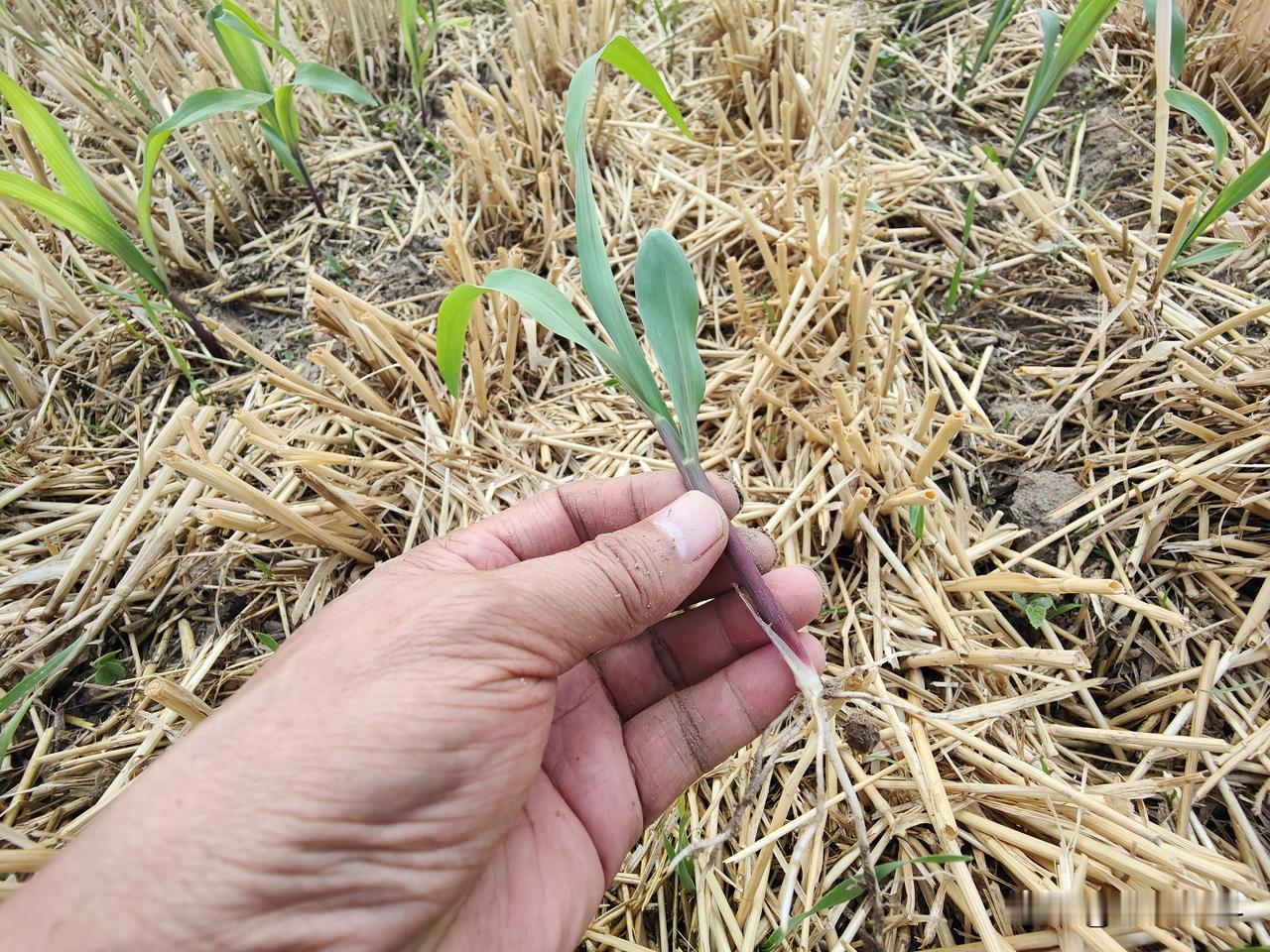 5月16日起，黄淮麦区将有一次大范围降雨，降雨时间长达6天，以中到大雨为主，部分