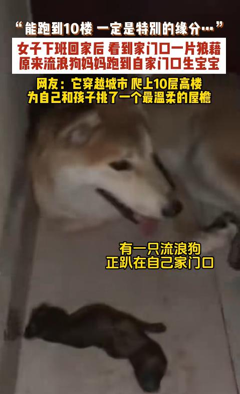 这大概就是缘分！浙江一名住在10楼的女子下班回家，刚走到门口便闻到一股血腥味，吓