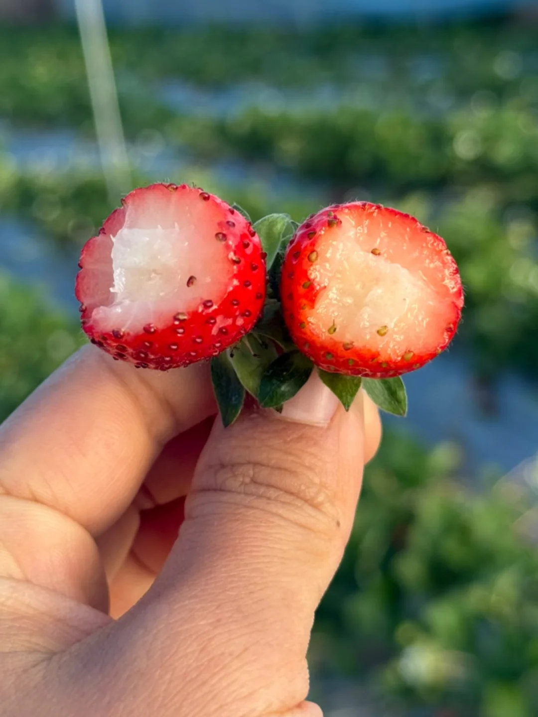 谁懂他的含金量，不打膨大剂，结实的香甜味！