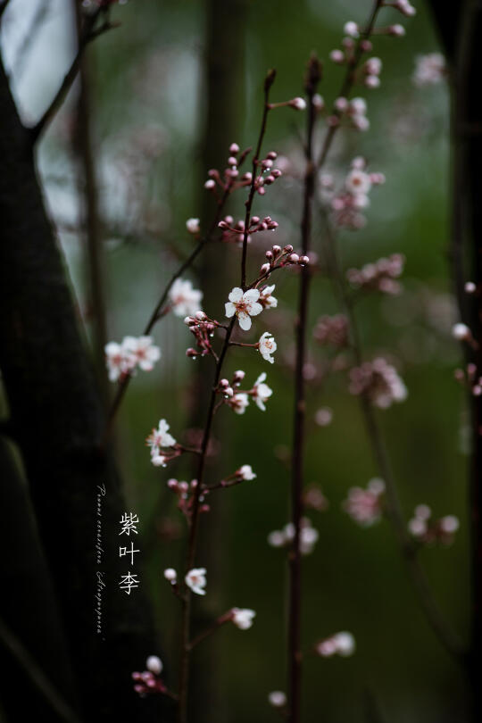 紫叶李|Prunus cerasifera 'Atropurpurea'