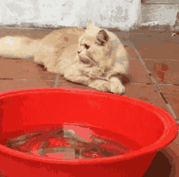 这只猫有些老成，好奇心似乎没有那么强烈；