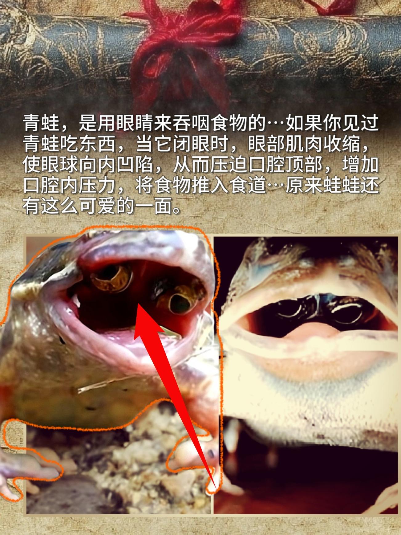 青蛙，是用眼睛来吞咽食物的…