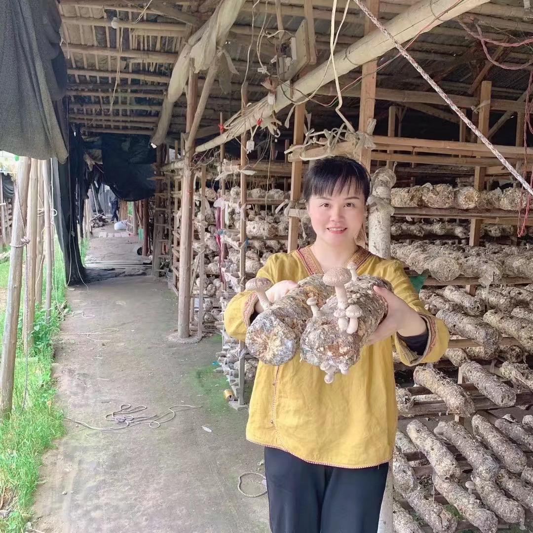 女子同时打5份工，后来通过种植菌菇带领村民致富，还清百万巨债！

在福建屏南山区