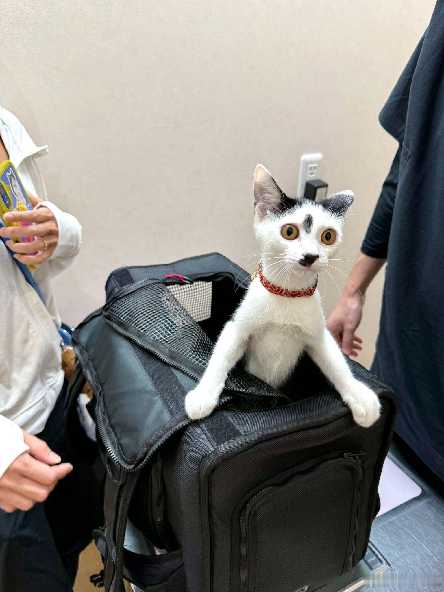 【 这只被带到动物医院的猫咪表情100分 】 