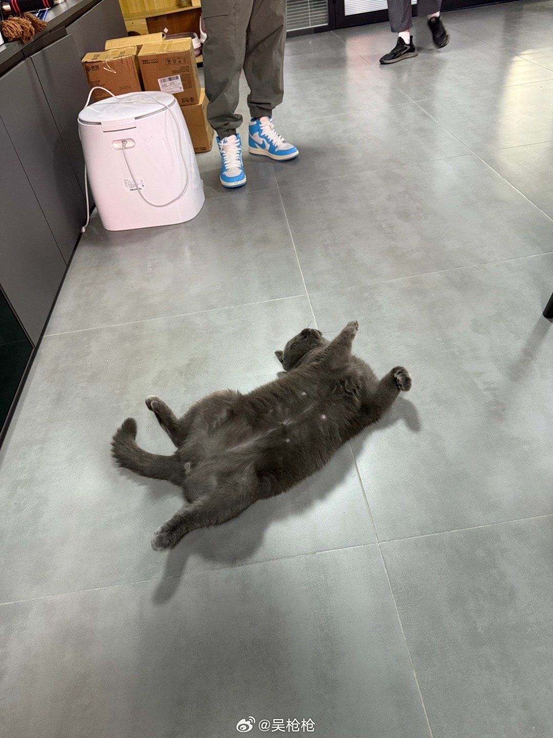 几天没见招财都开始这样搔首弄姿的营业了[允悲] ​​​