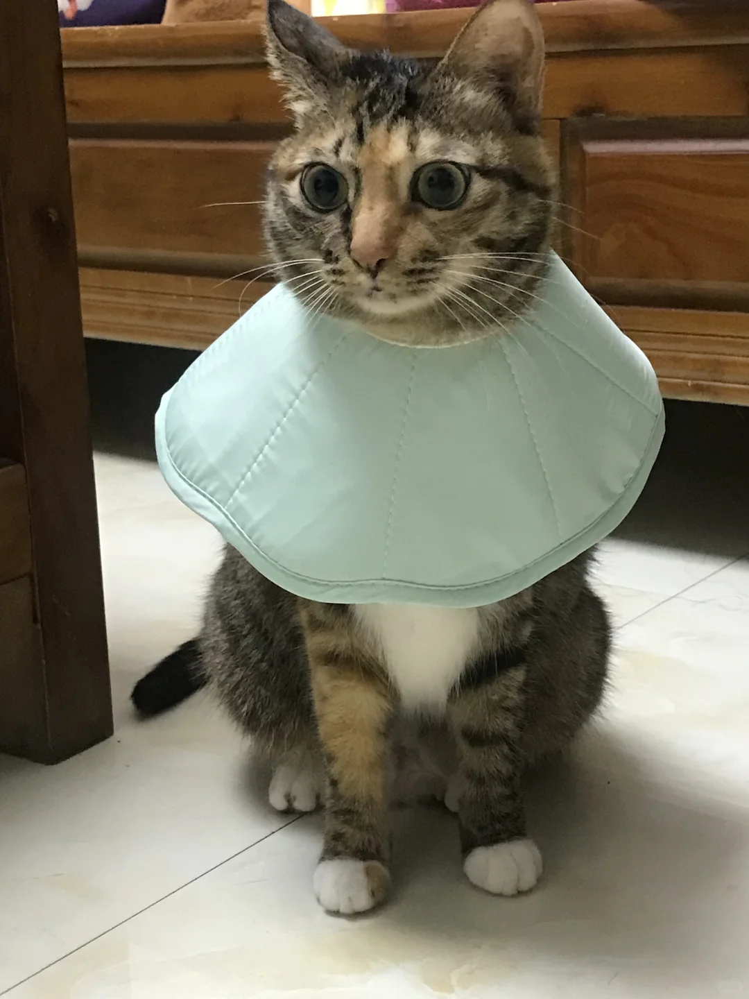 猫猫点头好可爱！