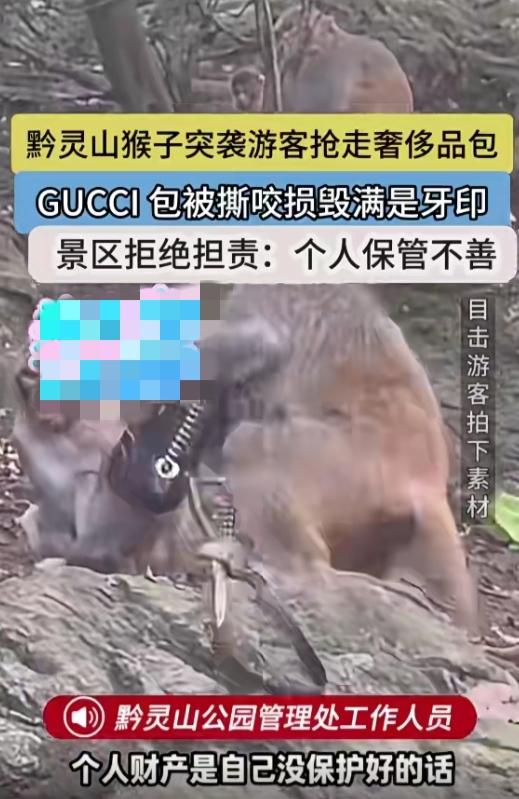 游客上山玩耍，有些人背的包包都是名牌，因为上面的猴子太多，一个不小心名牌包包就被