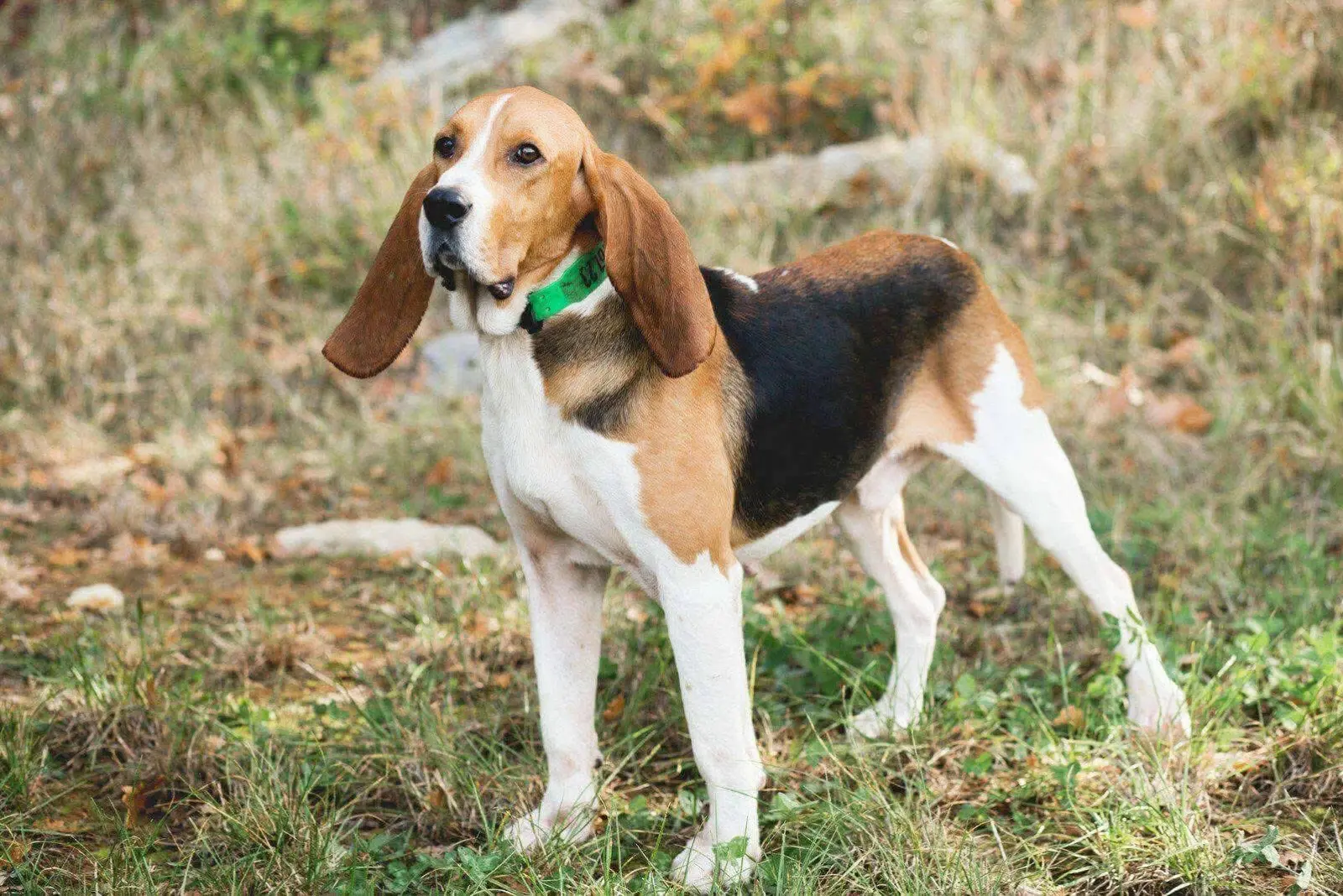 法国🇫🇷Artois猎犬