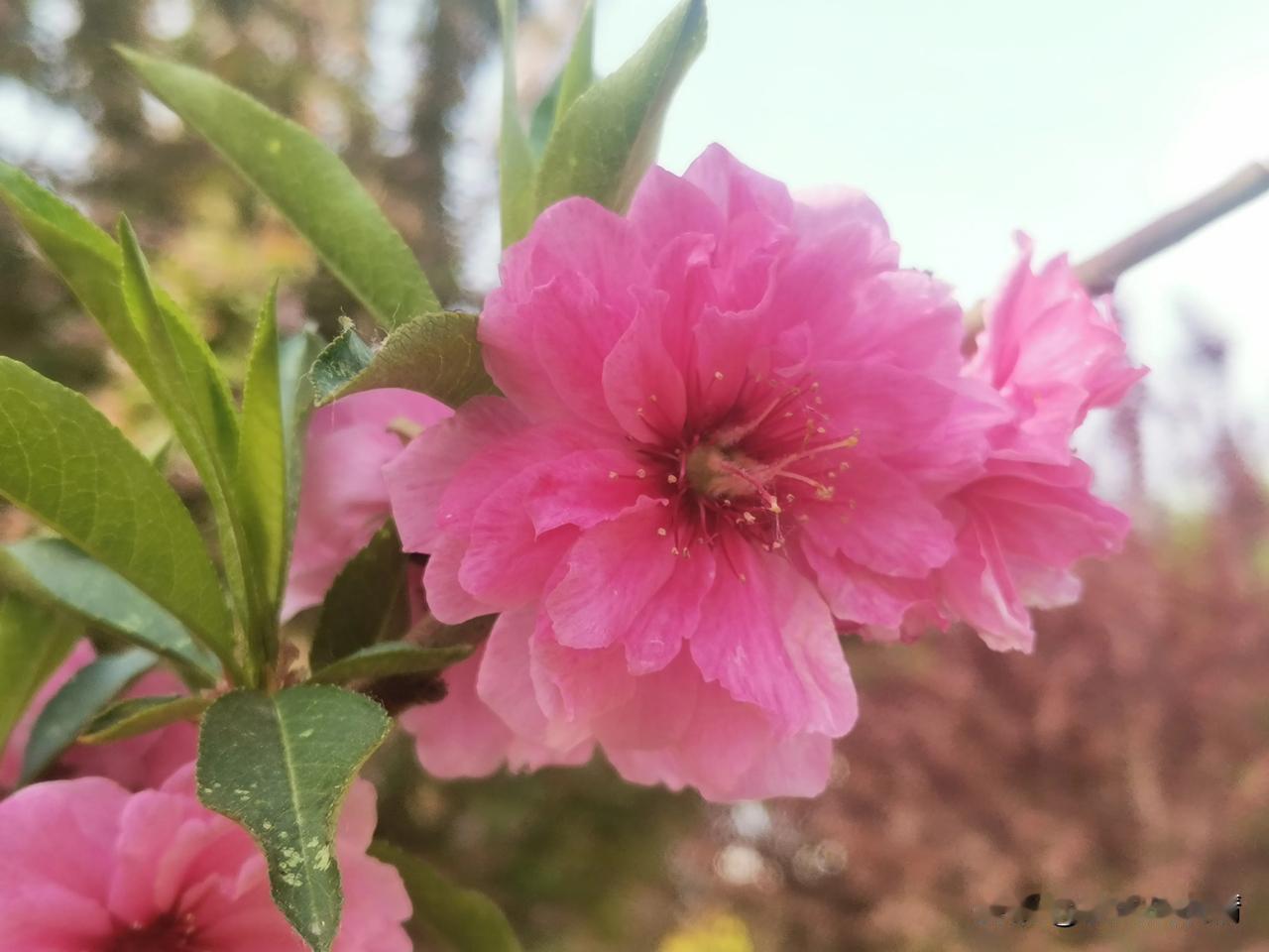 #拍一张春天的照片#银河公园#手机随拍花朵# #春天花卉随手拍# #手机随拍鲜花