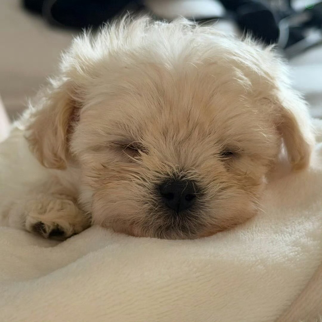 多多睡觉💤 