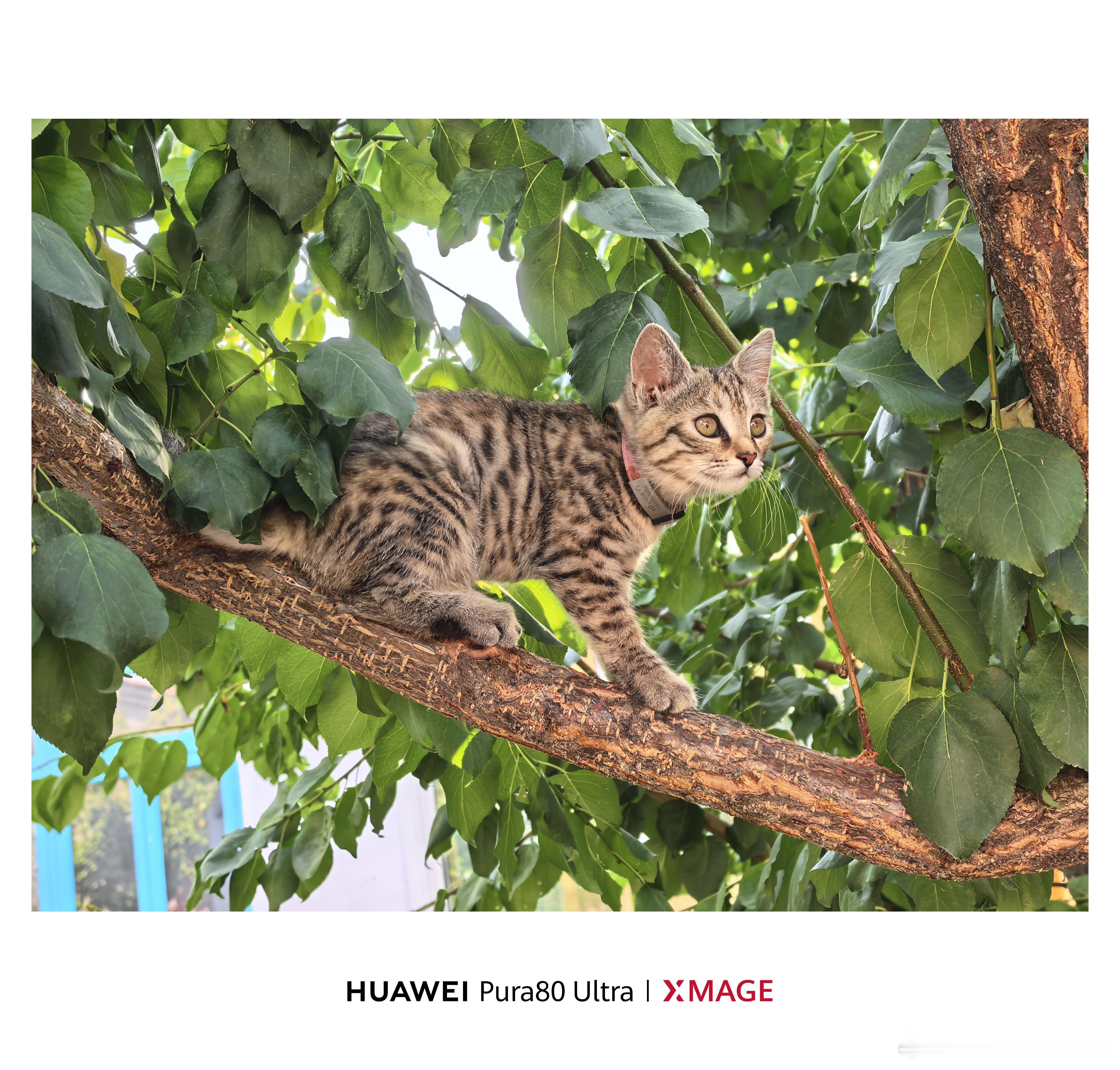 不强迫让猫爬树，但不能拒绝猫要主动表演爬树[喵喵] ​​​