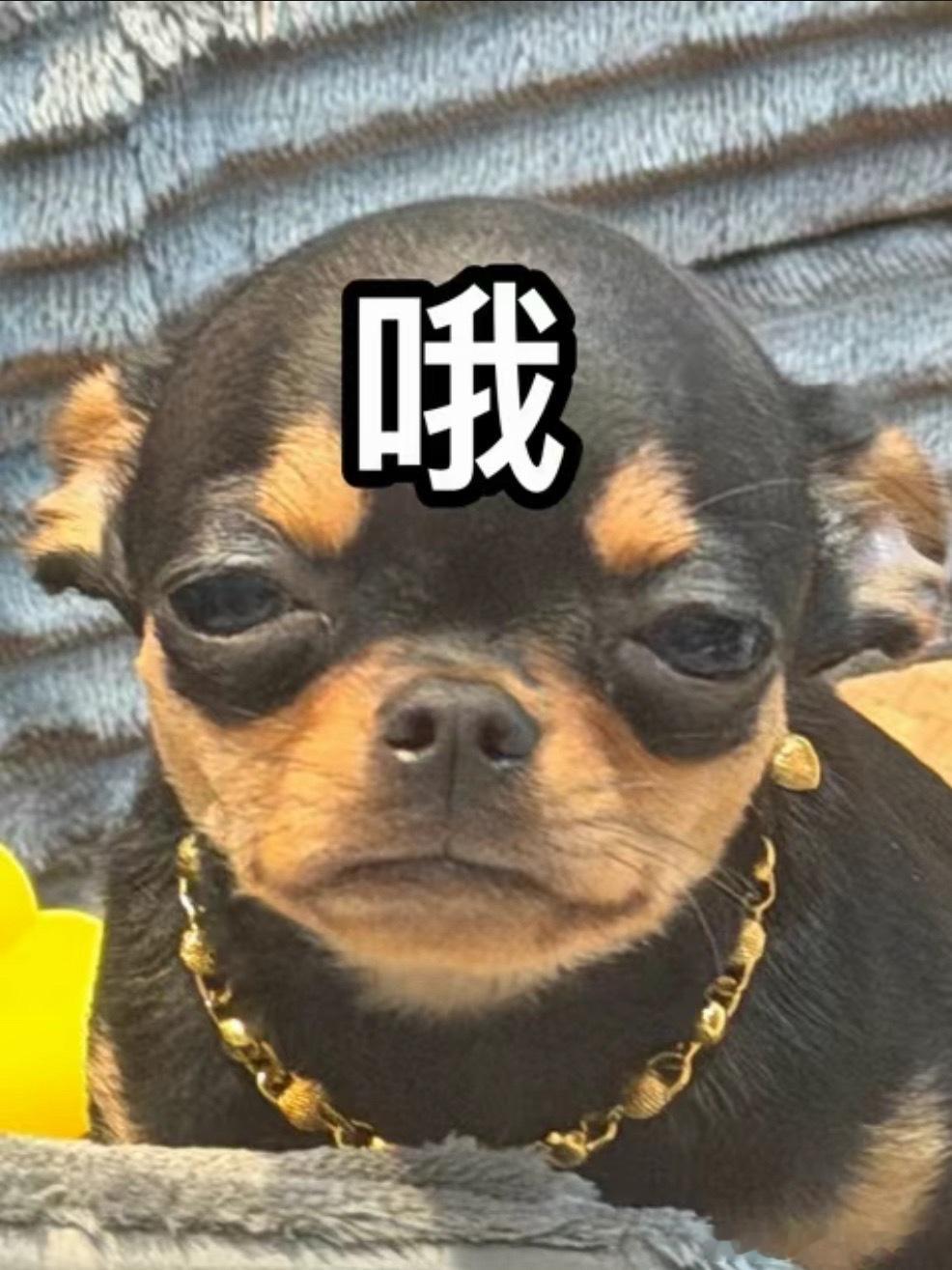 我家小狗心眼子比我都多 阳奉阴违 鞋里拉屎 （爱的教育前vs爱的教育后） 