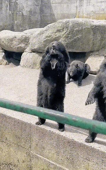 凭实力赚口粮，替动物园省去大把口粮钱。