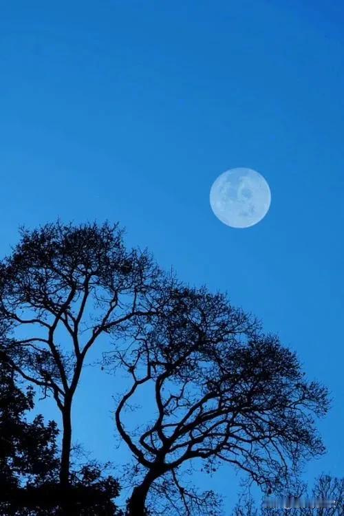 邀对：上联：清风摇月影；下联怎么对？

上联：清风摇月影；
下联：碧水映花容。