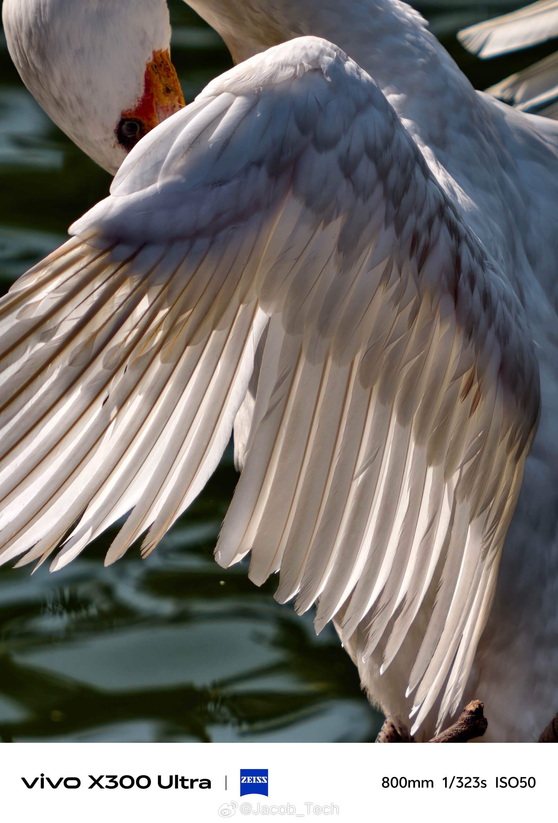 那后面…真的可以拿着手机去打鸟啦这个vivo X300 Ultra加上增距镜…简