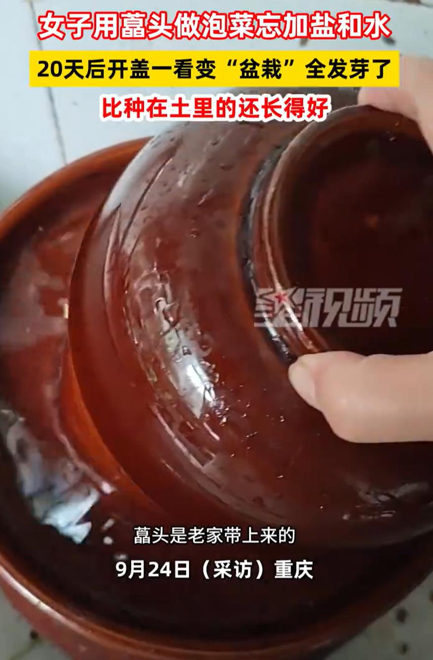 重庆，一女子用藠头做泡菜，好不容易等到20天准备吃一下，却忘记了加水加盐。
这一