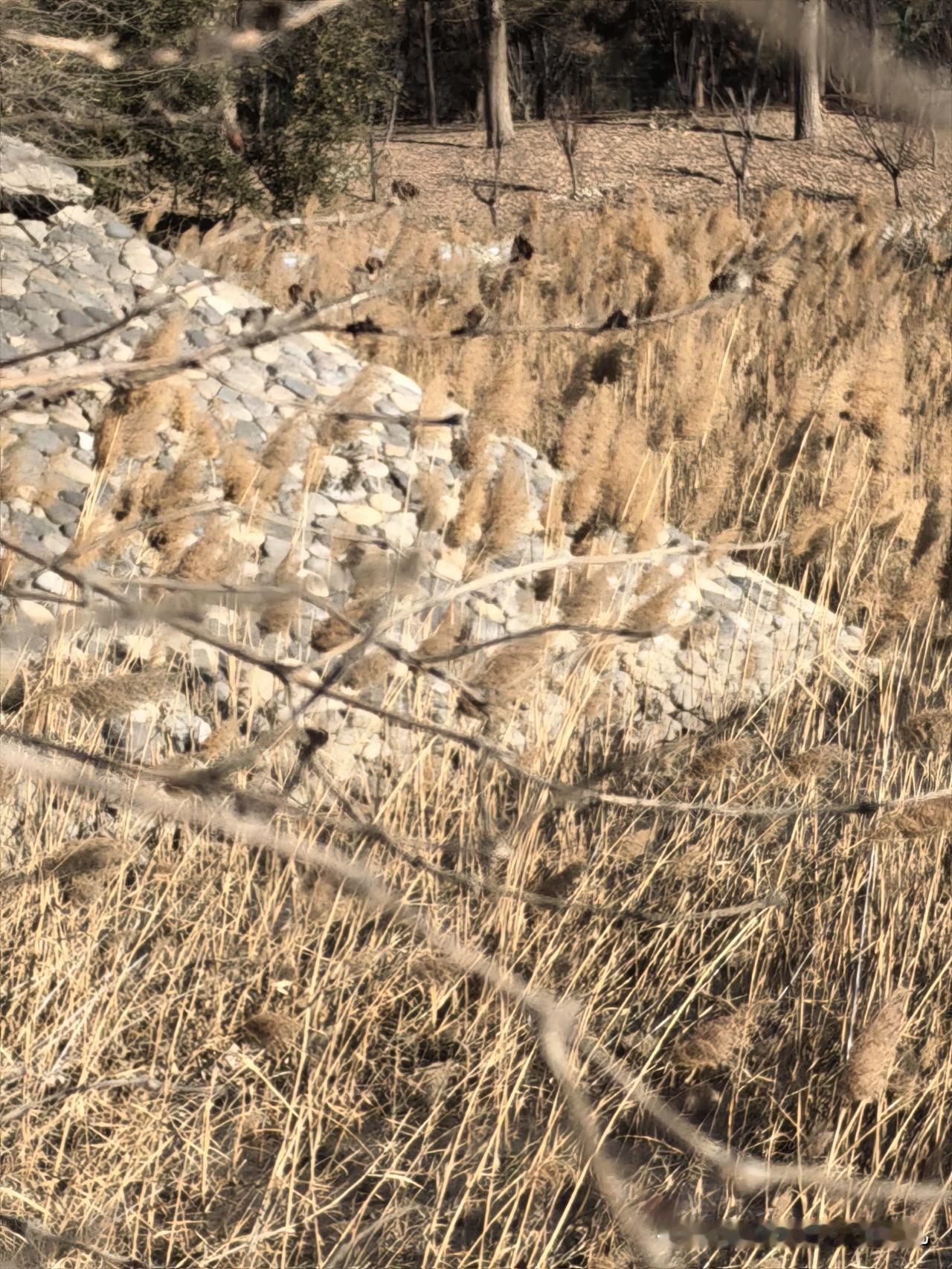 小微湿地的湖面结冰了……风过苇荡，万枝齐鸣……