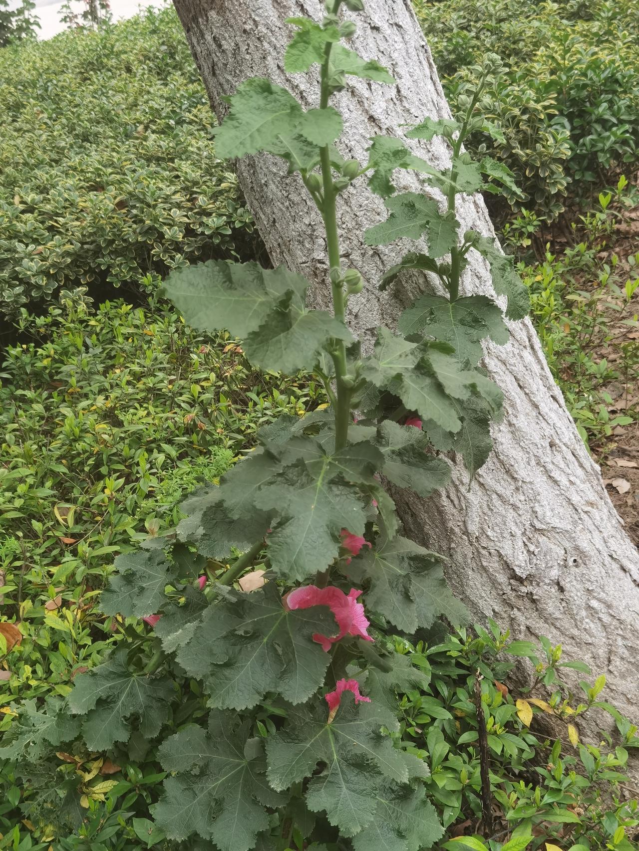 在世纪街上发现几株步步高，勾起我的少年回忆。
童年时的学校就种植步步高，寓意学生