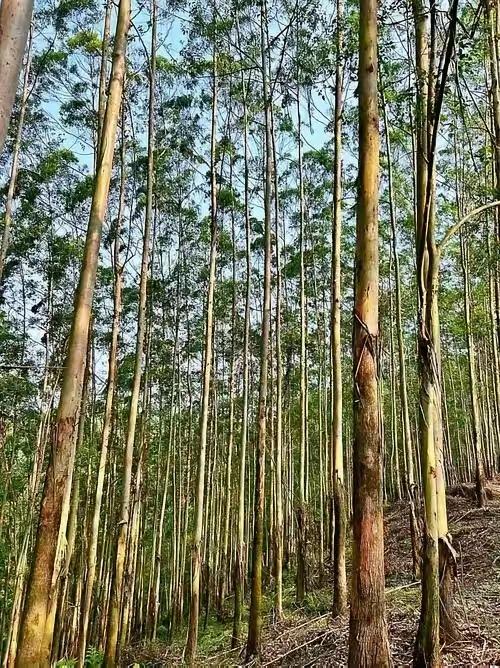 可怕的是人性！我国提倡植树造林，可为什么我国的大功臣，为全国贡献了31%商品木材