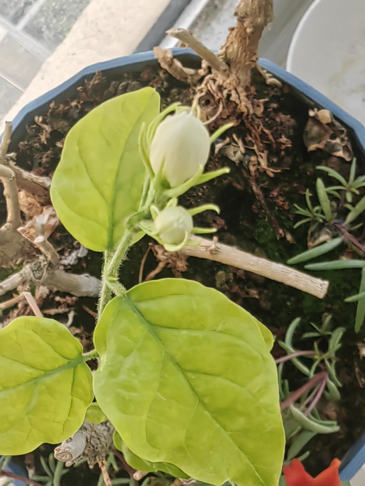 春日生活打卡季3月13日，天阴沉沉的，到处都是霾，看着就闷得慌。气温不算低，可风