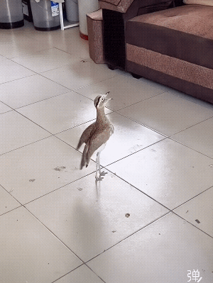 有卖的吗？买一只叫我儿子起床！[捂脸]