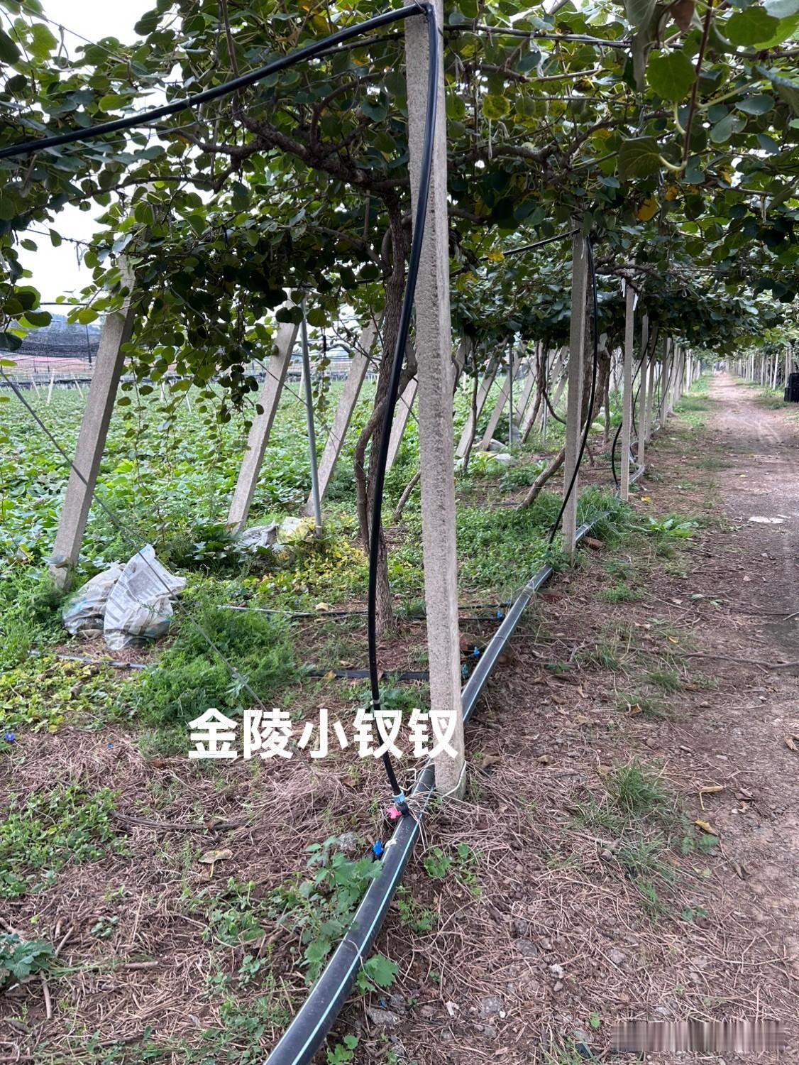 今天又来淄博了，第一站来猕猴桃基地打卡，当家作主的大女主们一听自己采摘需要五元一