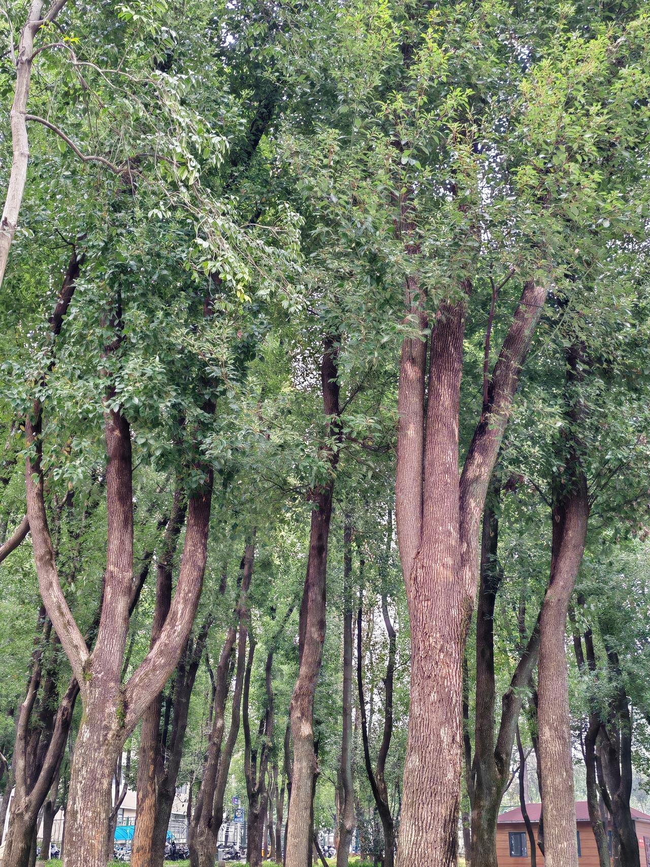 集卡领红包华科大里面的参天古树林，夏天在这里面散步一定很惬意。